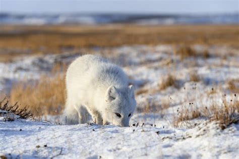 Raposa Do Rtico Vulpes Lagopus Na Tundra Wilde Raposa Do Rtico Na