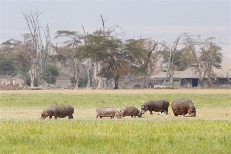 Hipop Tamo N Hippopotamus Amphibius Ecoregistros