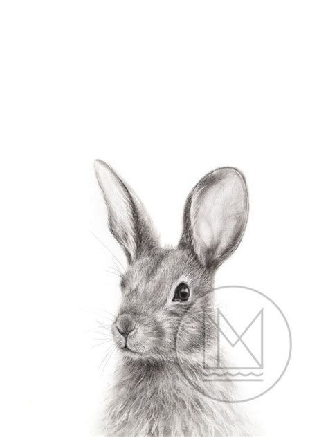 Cottontail Rabbit Charcoal Drawing Just perfect for a nursery ...