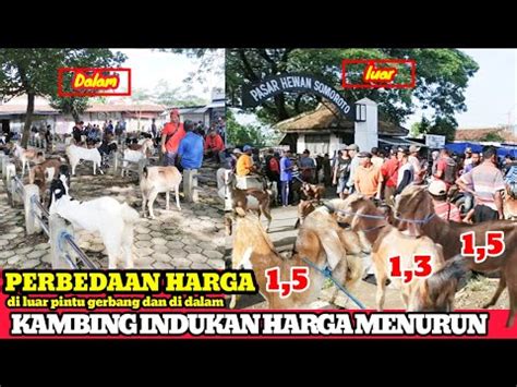 Update Terbaru Harga Kambing Hari Ini Pasar Somoroto Ponorogo