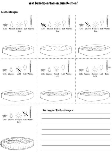 Samenkeimung UE MA Biologieunterricht Info