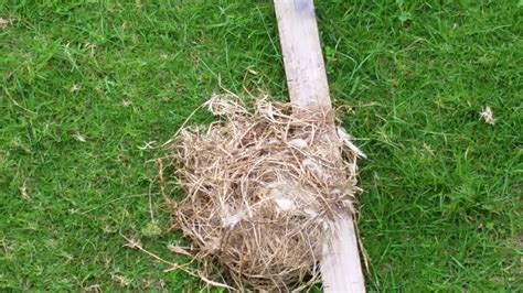 Attic Vents And Bird Nest Youtube