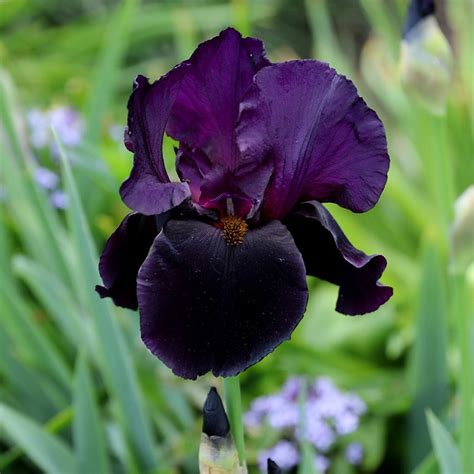 Buy Bearded Iris Iris Black Swan Delivery By Waitrose Garden