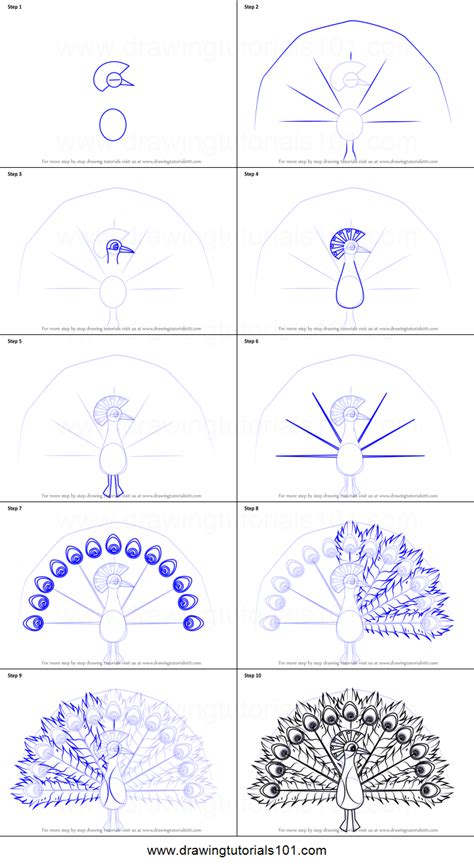 Peacock Drawing Step By Step at PaintingValley.com | Explore collection of Peacock Drawing Step ...