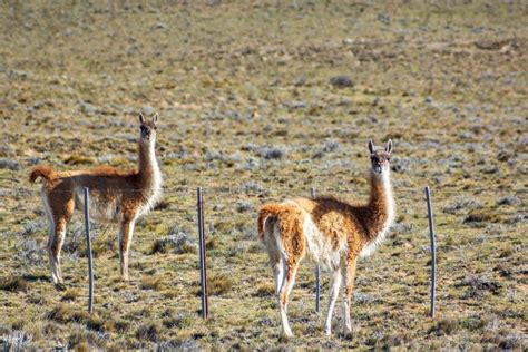 Wild Guanacos in Protected Area of Los Glaciares National Park, in El ...