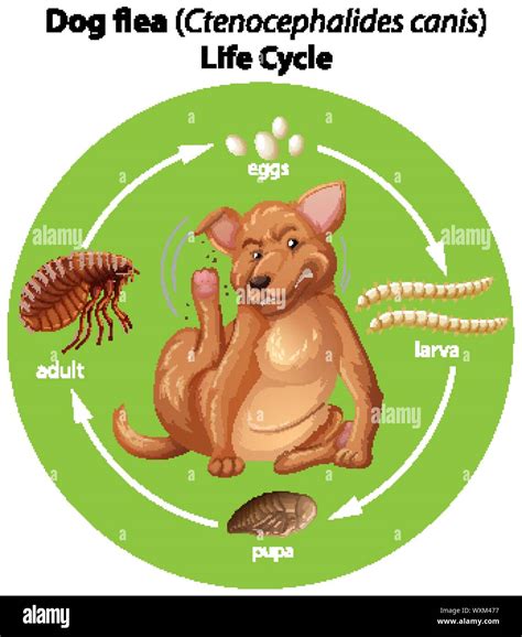 Diagram showing dog flea life cycle illustration Stock Vector Image & Art - Alamy