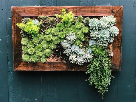 Vertical Succulent Garden How To Grow Succulents Up A Wall