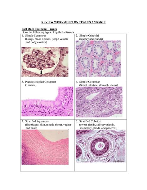 Unit 1 Tissue Types Review Worksheet