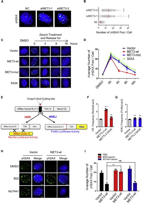 Mettl3 And N6 Methyladenosine Promote Homologous Recombination Mediated