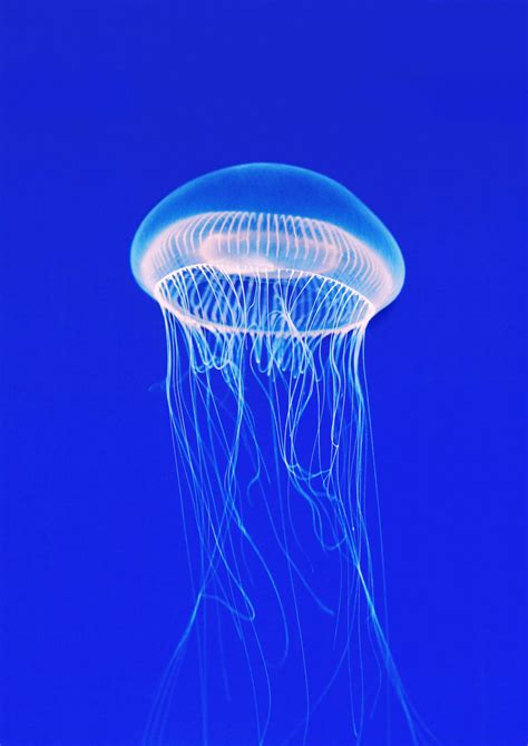 Crystal Jellyfish Aequorea Victoria