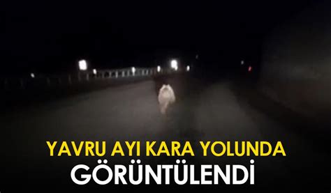 Bayburt ta yavru ayı kara yolunda görüntülendi Trabzon Haber Haber61