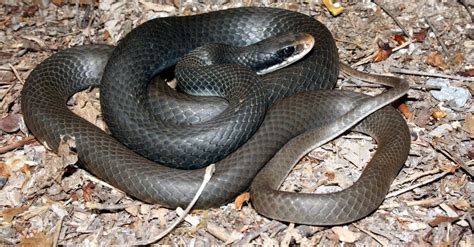 Southern Black Racer A Z Animals