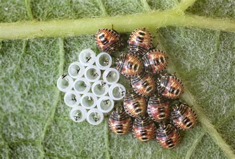 Stink Bug Eggs: What You Need to Know - Pest Source