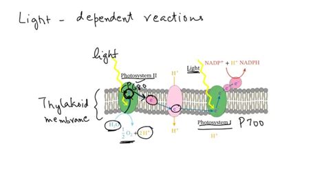 SOLVED: In photosynthesis, what gives energy to the electron moving ...