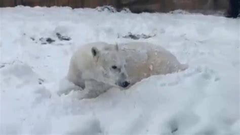 Polar bear plays in snow at Wisconsin zoo - ABC7 Los Angeles