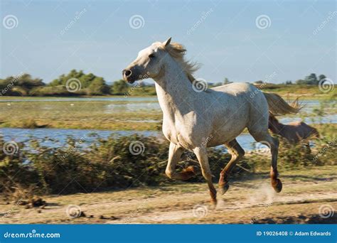 Wild Horse Running Royalty Free Stock Photos - Image: 19026408