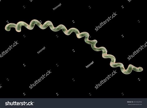 Lyme Disease Borreliosis Disease Borrelia 3d Stock Illustration 451652953 Shutterstock