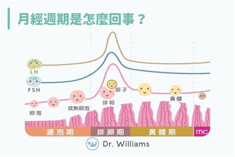 備孕路上的好姐妹！排卵試紙正確使用方法 個人看板板 Dcard