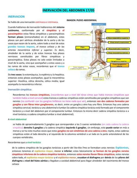 Inervaci N Del Abdomen Zarai Zamata Udocz