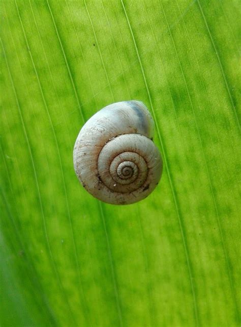 Snail Foliage Green On A - Free photo on Pixabay - Pixabay