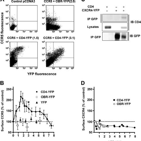 Cd4 Expression Enhances Ccr5 Dependent Erk Activation A Cho K1 Cells