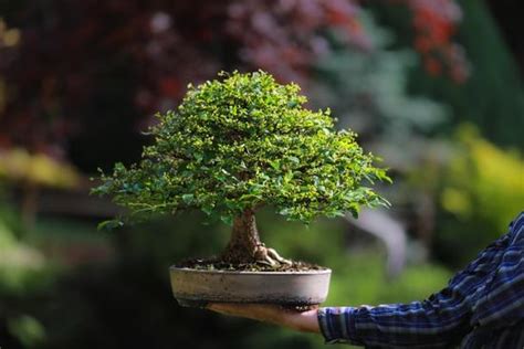 Come Si Cura Un Bonsai Di Ulivo Mondo Bonsai