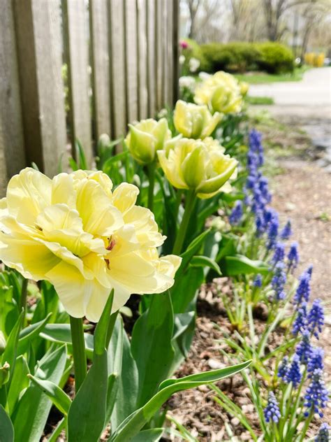 The Most Beautiful Yellow Tulips: Avant Garde Tulips | Hope And Hedges