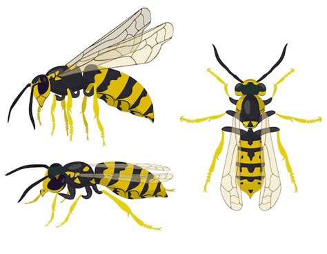 Avispa En Diferentes Poses Insecto En Estilo De Dibujos Animados