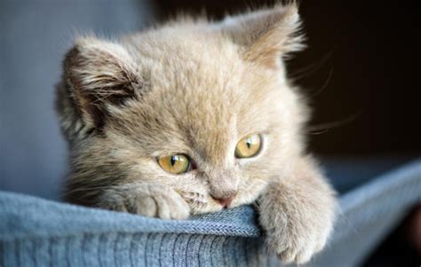 Getting A Kitten Responsibilities And Benefits Cats Best By Cats