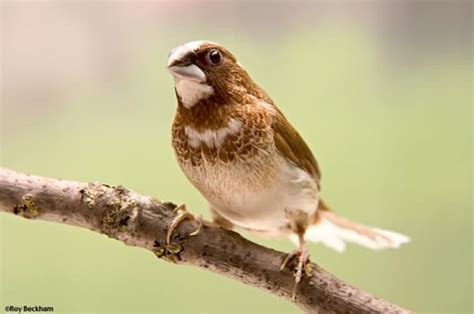 Top 9 Best Pet Birds for Kids