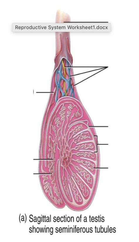 Reproductive Labelling Diagram Quizlet