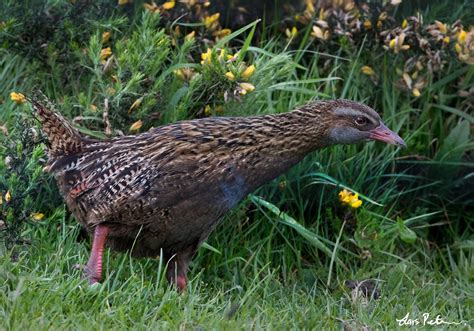 Weka | New Zealand | Bird images from foreign trips | Gallery | My World of Bird Photography by ...