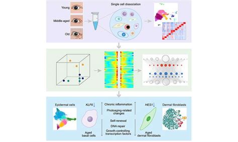 Researchers Provide Novel Insights Into Human Skin Aging