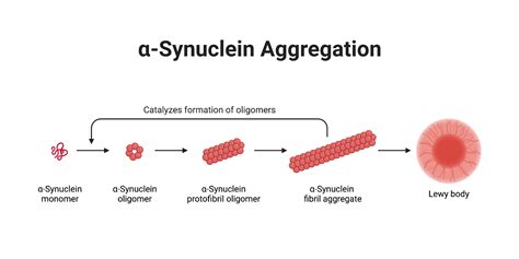 α Synuclein Aggregation BioRender Science Templates