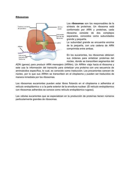 Ribosomas Chemnotes By DM UDocz