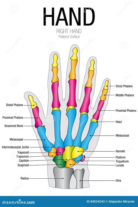 Chart Of Hand Posterior Surface With Parts Name Stock Vector