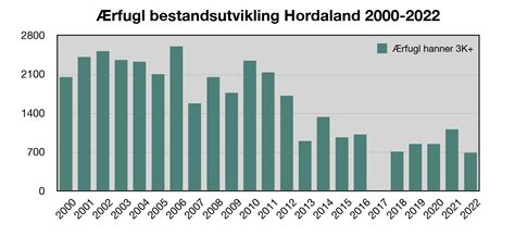 Sterk Tilbakegang For ærfuglen I Vestland Statsforvaltaren I Vestland