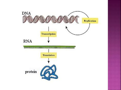 Dna Rna And Protein Synthesis Ppt Download