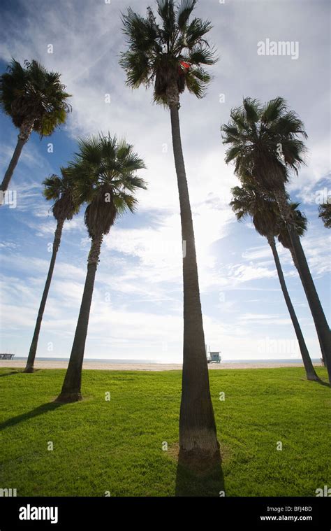 Palm trees, California Stock Photo - Alamy