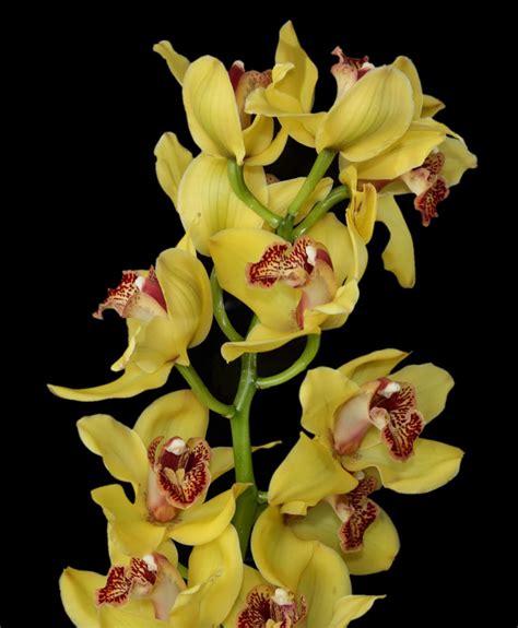 14 Different Types Of Orchids Definition Flowers And Facts Go Get