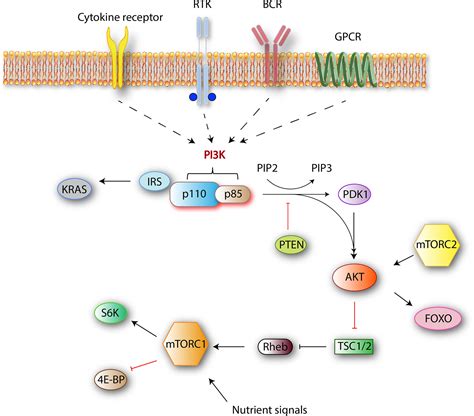 Frontiers Phosphoinositide 3 Kinase Signaling In The Tumor