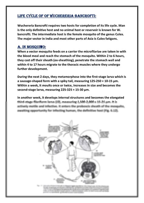 Wuchereria Bancrofti Life Cycle