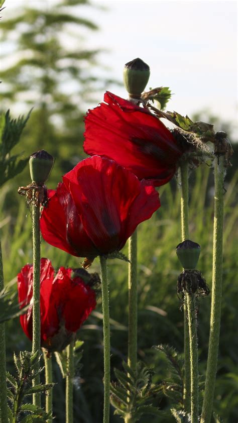 Kostenlose Foto Natur Blühen Feld Blume Blütenblatt Rot Botanik