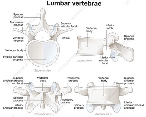 Lumbar Vertebrae Lateral View