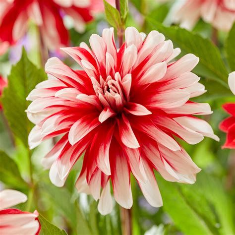 Garden State Bulb Dahlia Catching Fire Live Flower Tubers Bag Of 3