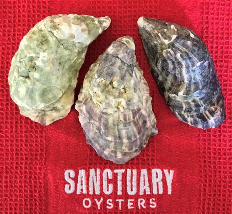 Oyster Shells And What They Can Tell You — Sanctuary