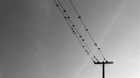 Premium Photo Low Angle View Of Silhouette Cranes Against Sky