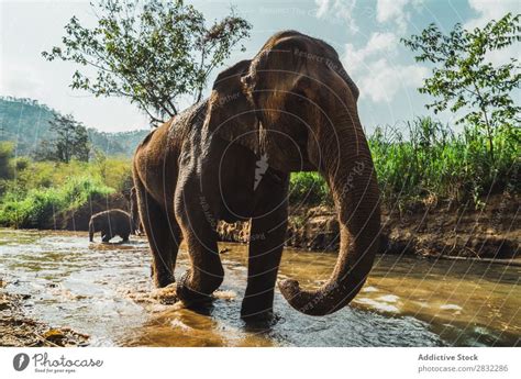 Elefanten Afrika Wasser Ein Lizenzfreies Stock Foto Von Photocase