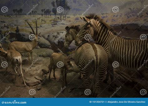 African Forest And Animals Stock Photo | CartoonDealer.com #151354452