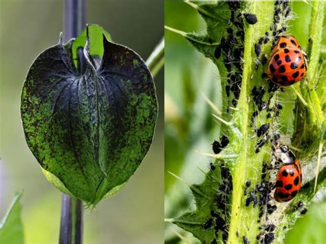 Con Este Secreto Elimina Las Plagas De Tus Plantas